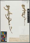 Foto von Salix alba L. x Salix fragilis L.
